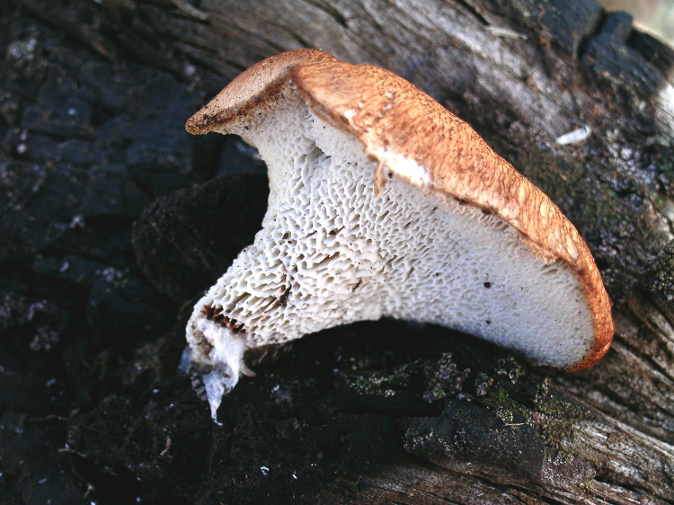 Neolentiporus squamosellus Bernicchia & Ryvarden